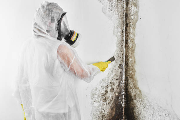 Professional Mold Removal in Mclean, TX