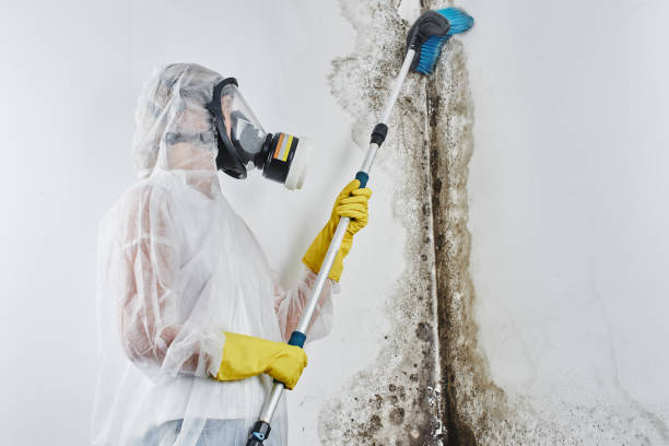 Best Best Mold Removal Companies  in Mclean, TX