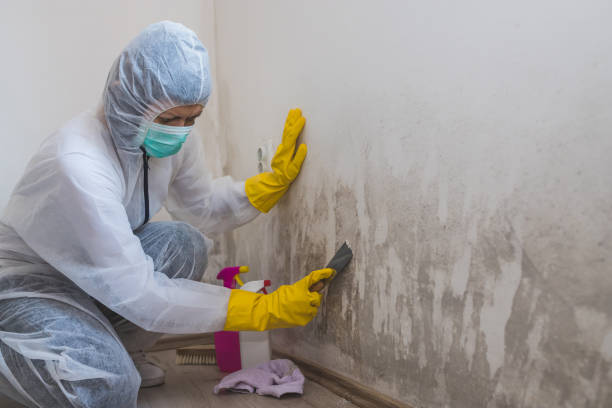 Best Commercial Mold Removal  in Mclean, TX