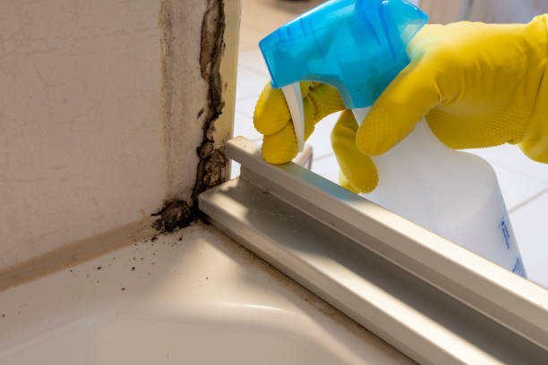 Best Toxic Mold Removal  in Mclean, TX