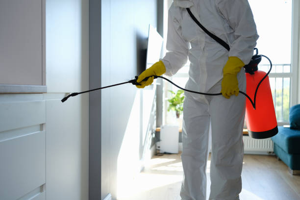 Best Black Mold Removal  in Mclean, TX