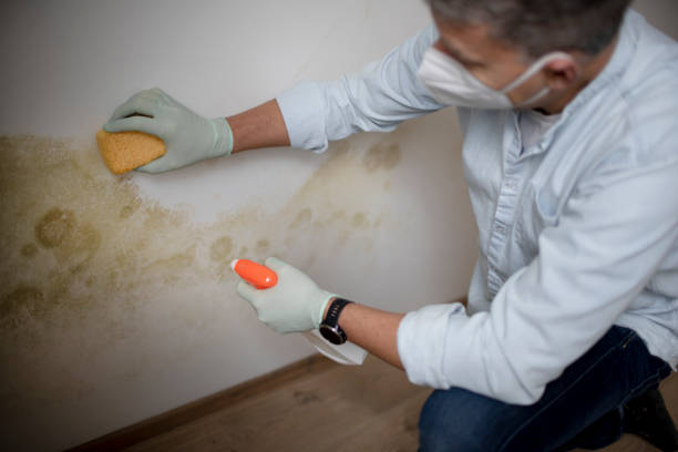Mold Removal Process in Mclean, TX