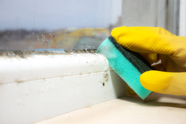 Best Mold Remediation  in Mclean, TX