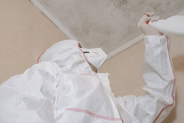 Best Local Mold Removal Service  in Mclean, TX