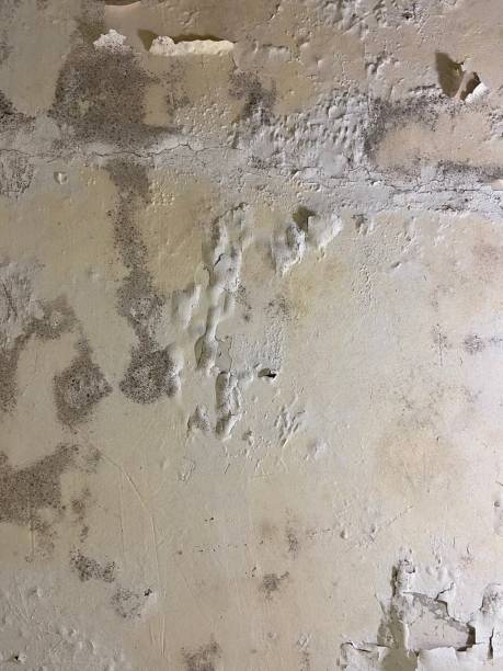 Best Mold Damage Repair  in Mclean, TX