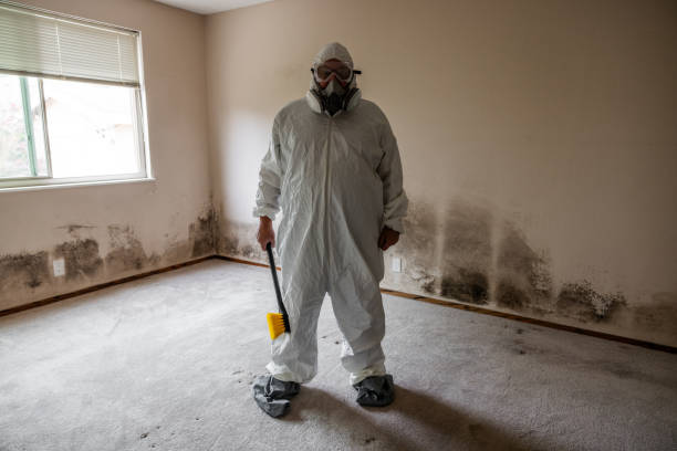 Best Residential Mold Removal  in Mclean, TX