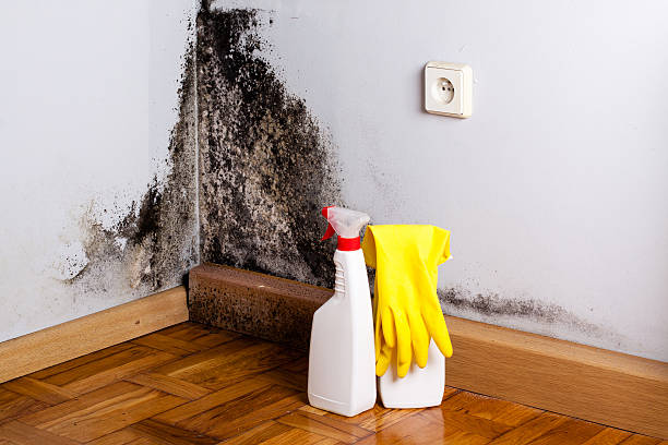 Best Local Mold Removal Service  in Mclean, TX
