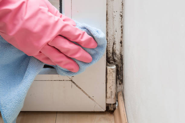 Best Commercial Mold Removal  in Mclean, TX