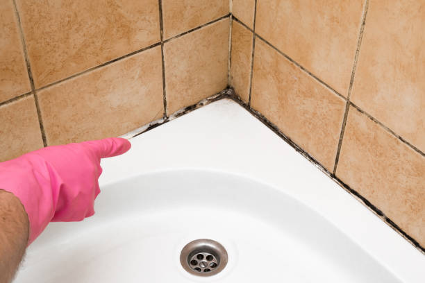 Best Affordable Mold Removal  in Mclean, TX